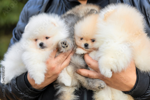 many small white cream pomeranian spitz puppies on male hands. adoption of pet. man holding family dog. group of baby animals photo