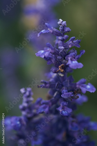 close up colourful flowers on the garden with bokeh