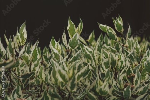 Ornamental bush with variegated green leaves, white derain, garden plant. Natural background photo