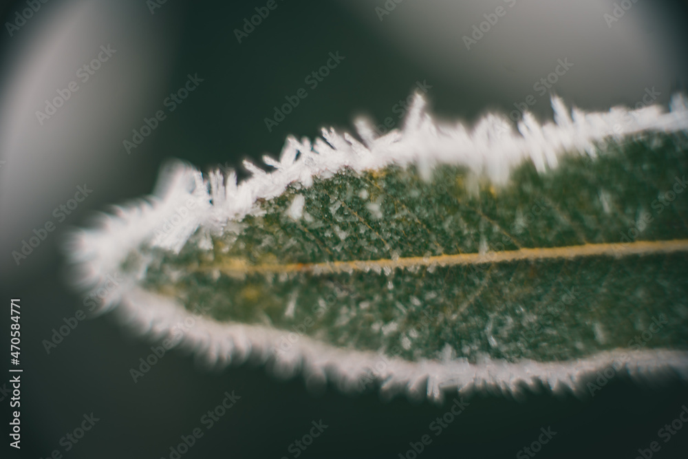 Fototapeta premium Frozen beauty. Snow falling at the trees branches