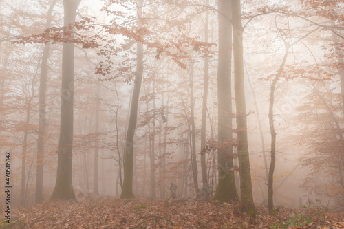 Fototapeta Naklejka Na Ścianę i Meble -  Autumn morning mist in a mountain forest.