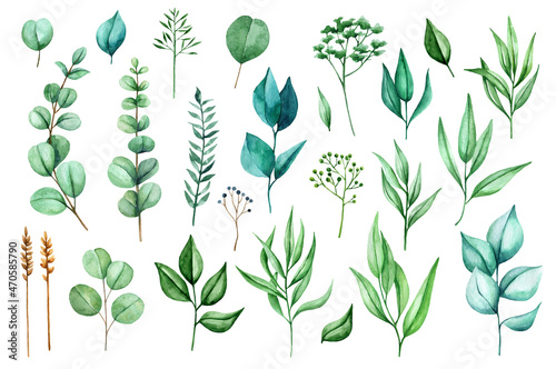 Watercolor greenery set. Illustrations of twigs and leaves of eucalyptus and other plants. 