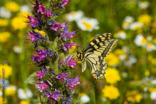Macaon butterfly ( Papilio machaon), perched on coon flower with blurred background, selective focus. photo