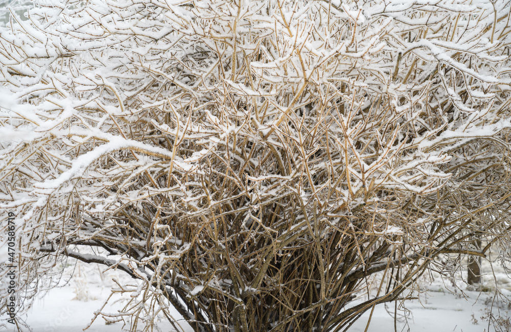 Tree branches are covered with a crust of ice after icy rain. Natural disaster.