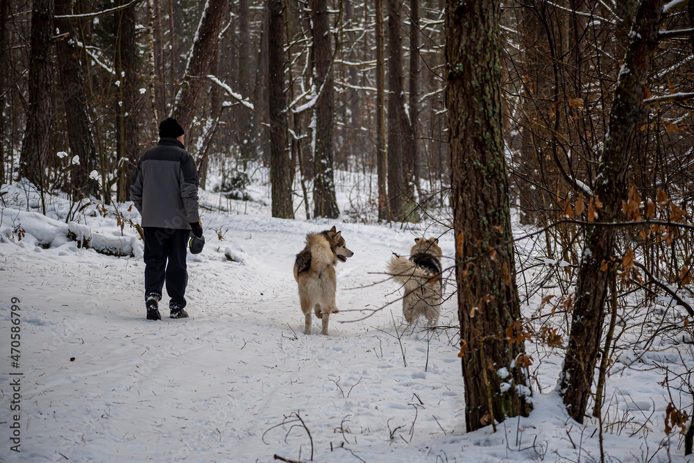 Man with dogs on a winter hike. Old male person walking with two Alaskan Malamutes in the woods near Vilnius, Lithuania. Selective focus on the details, blurred background.