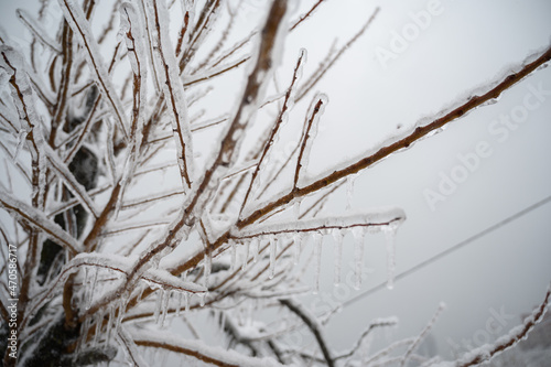 Tree branches are covered with a crust of ice after icy rain. Natural disaster.