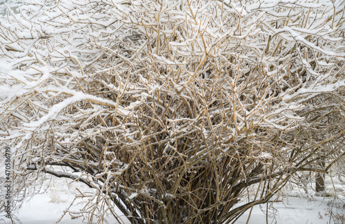 Tree branches are covered with a crust of ice after icy rain. Natural disaster.