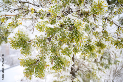 Tree branches are covered with a crust of ice after icy rain. Natural disaster.