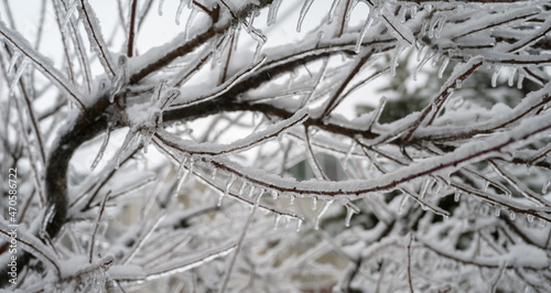 Tree branches are covered with a crust of ice after icy rain. Natural disaster.
