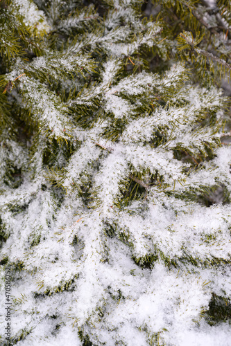 Tree branches are covered with a crust of ice after icy rain. Natural disaster.