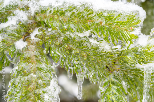 Tree branches are covered with a crust of ice after icy rain. Natural disaster.
