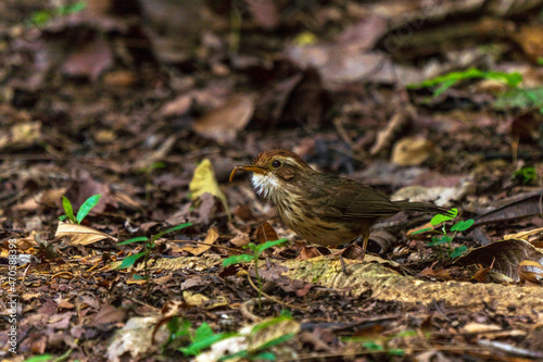 Puff-throated babbler or spotted babbler (Pellorneum ruficeps), Kaeng Krachan National Park in Thailand, Unesco World Heritage Site photo