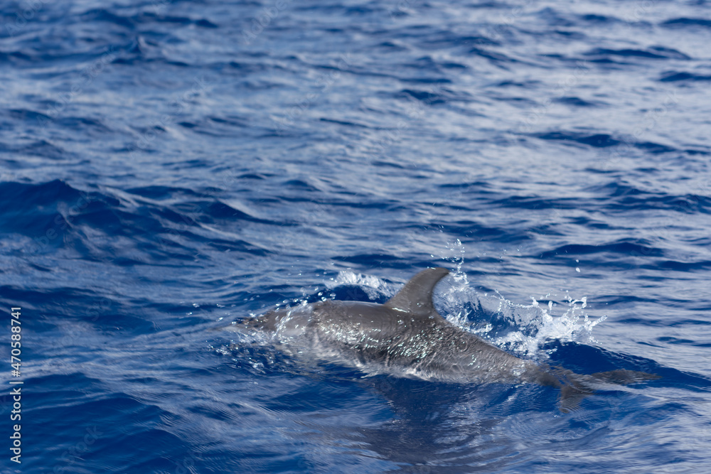 Naklejka premium dolphin jumping in the water