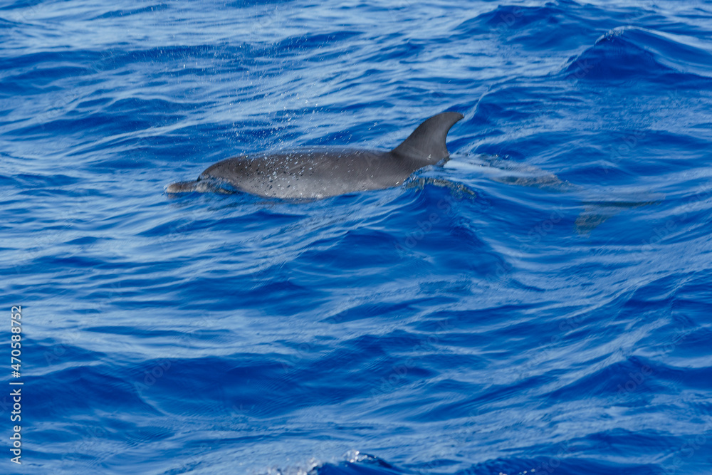 Naklejka premium dolphin in the water