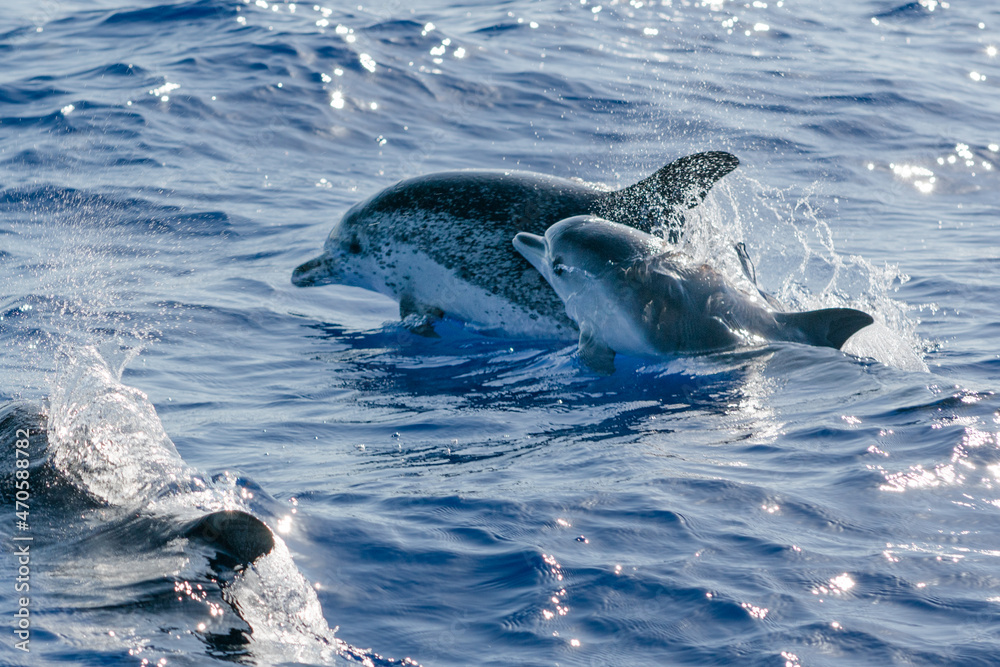 Obraz premium dolphin in the water