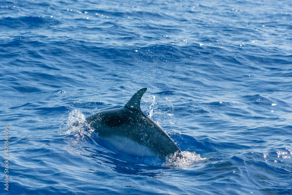 Naklejka premium dolphin jumping in the water