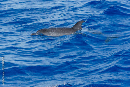 dolphin in the water © Visualmedia