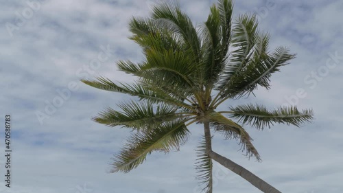 Wallpaper Mural Coconut Palm Tree At The Beach With Clouds In Blue Sky In Background. - wide, static Torontodigital.ca