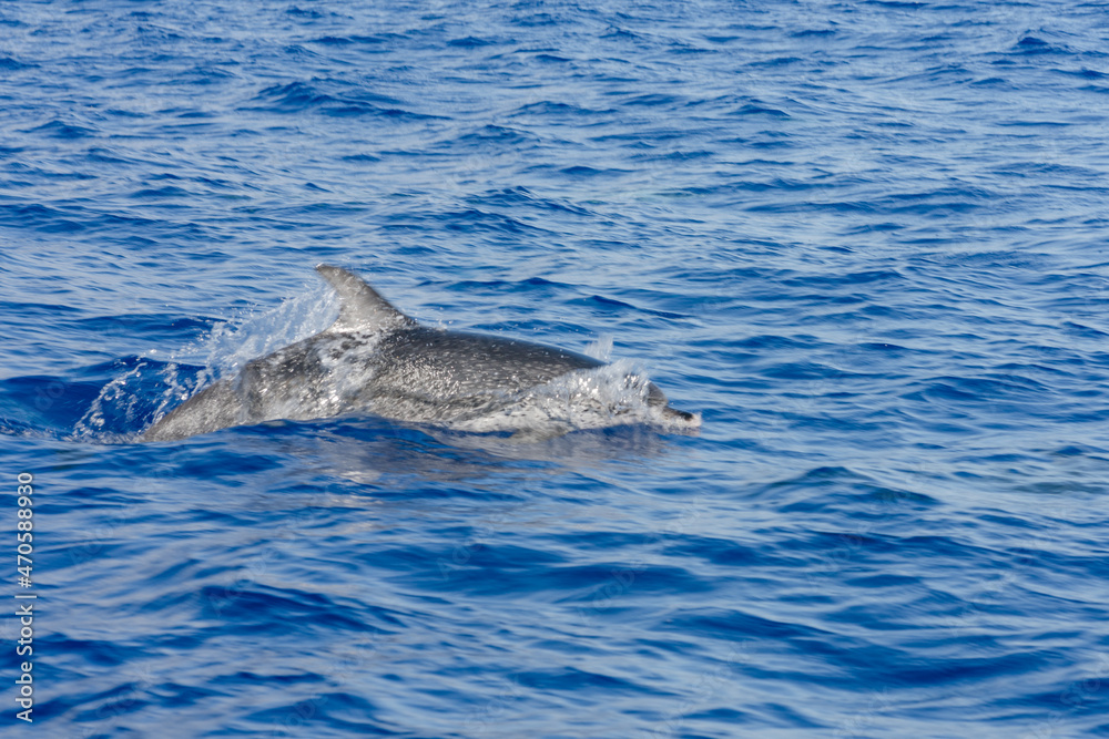 Fototapeta premium dolphin swimming in the water