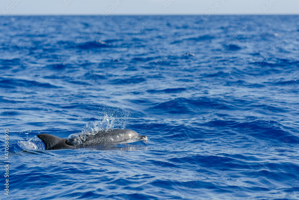 Fototapeta premium dolphin in the water