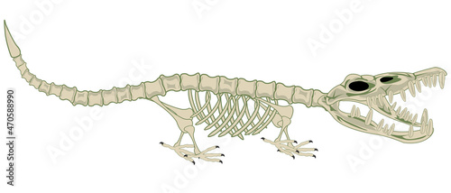 Skeleton animal crocodile on white background is insulated