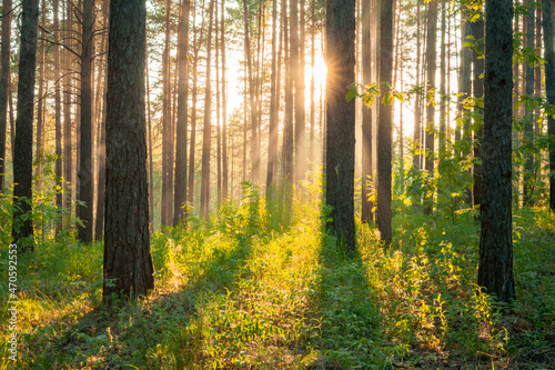 sunset in the forest