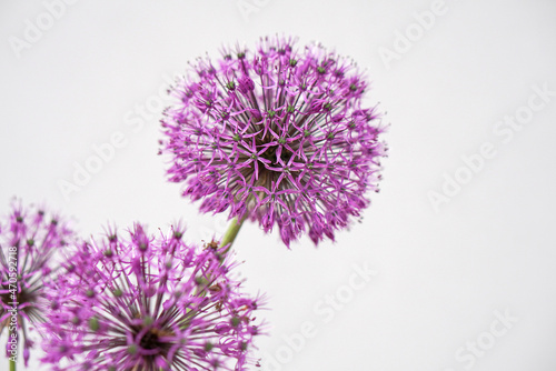 christoph onion inflorescences on a gray background with place for text.