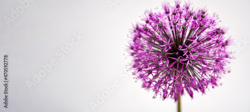 christoph onion inflorescences on a gray background with place for text. photo