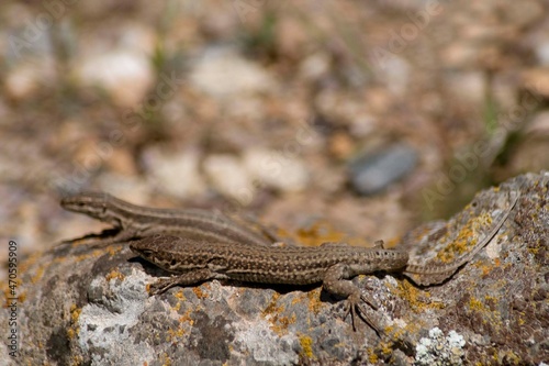 Podarcis hispanicus or Iberian lizard, reptile of the Lacertidae family. photo