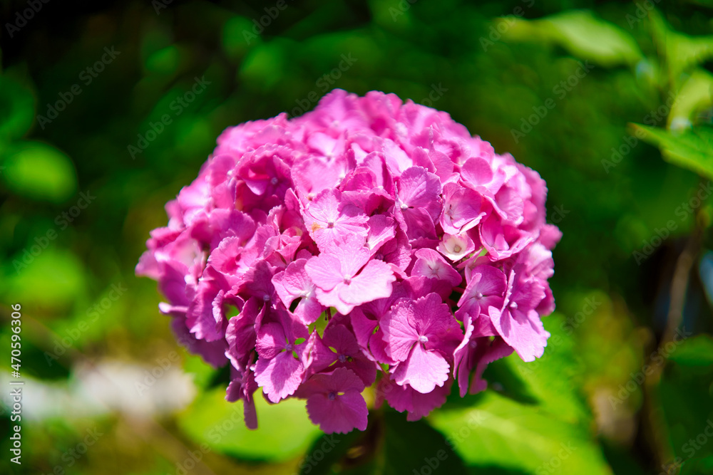 三光寺の紫陽花