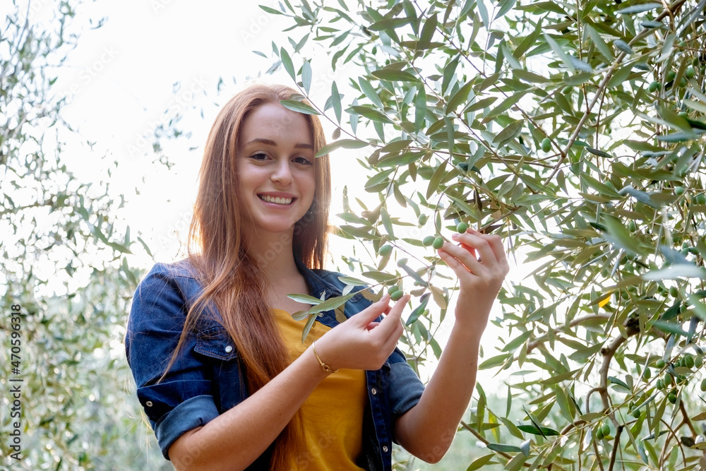 Beautiful woman with redhead picking olives from tree at countryside Beautiful woman with redhead picking olives from tree at countryside