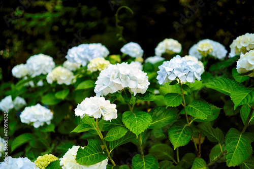 三光寺の紫陽花