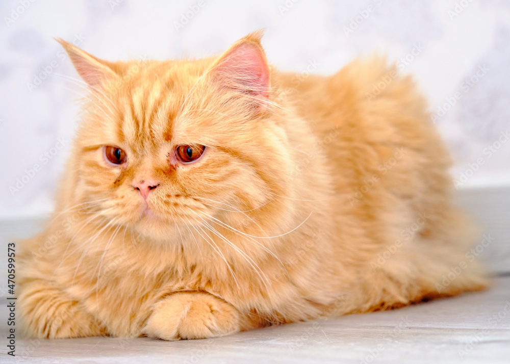 A red British cat with a long coat lies on a white background