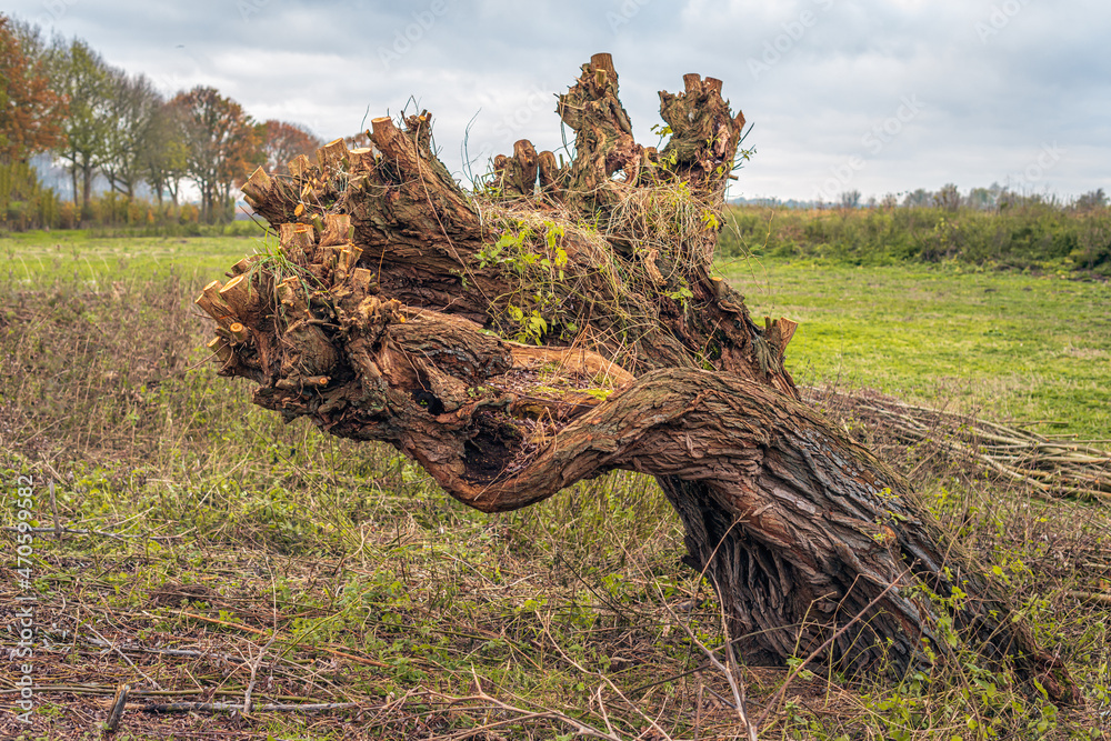 Newly pruned decayed and crooked old pollard willow tree in a Dutch polder landscape. The photo was taken in the province of North Brabant on a cloudy day in the autumn season. Newly pruned decayed and crooked old pollard willow tree in a Dutch polder landscape. The photo was taken in the province of North Brabant on a cloudy day in the autumn season.