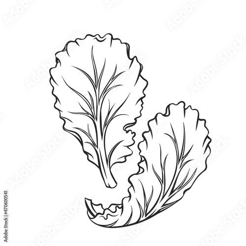 Outline falling Lettuce leaf vector illustration