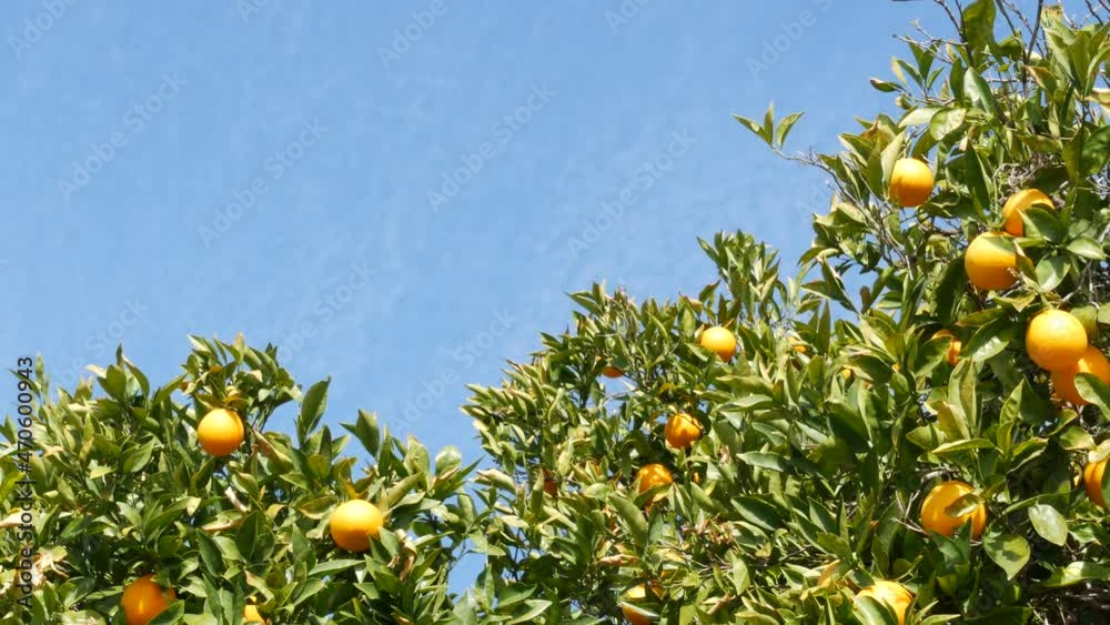 Citrus orange fruit on tree, California USA. Spring garden, american local agricultural farm plantation, homestead horticulture. Juicy fresh leaves, exotic tropical harvest on branch. Springtime sky. Citrus orange fruit on tree, California USA. Spring garden, american local agricultural farm plantation, homestead horticulture. Juicy fresh leaves, exotic tropical harvest on branch. Springtime sky.