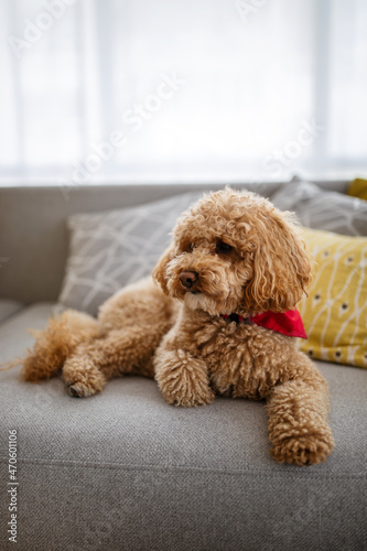 Little dog, poodle brown puppy at home