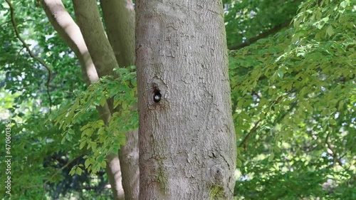 Great spotted woodpecker with red cap dendrocopos major juvenile looking out from tree trunk hole and fly out from nest Texel, Netherlands, slow-motion