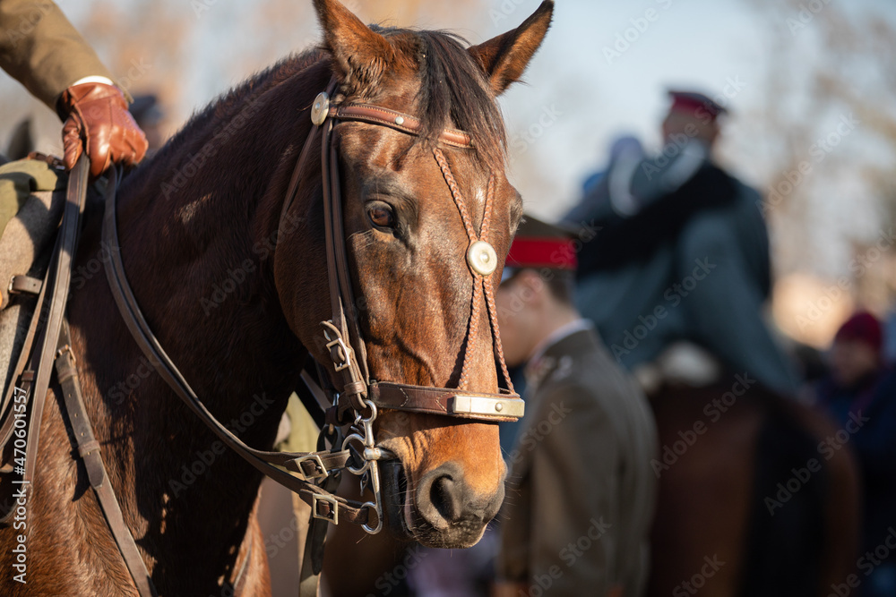 Fototapeta premium Head of a horse in gala harness with chestnut coloring.