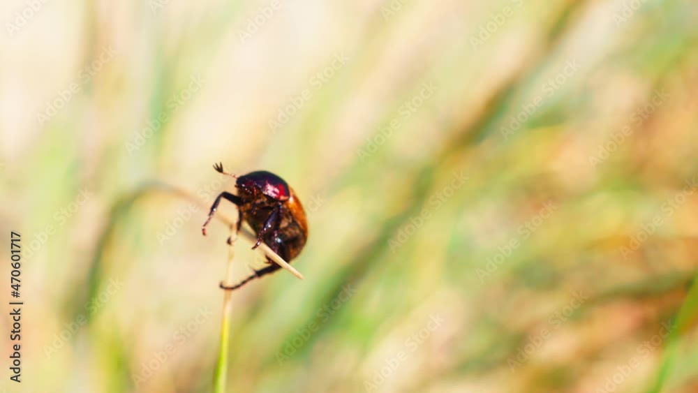 Chrysomela populi or Red beetle hanging on the end of grass stem, closeup Chrysomela populi or Red beetle hanging on the end of grass stem, closeup
