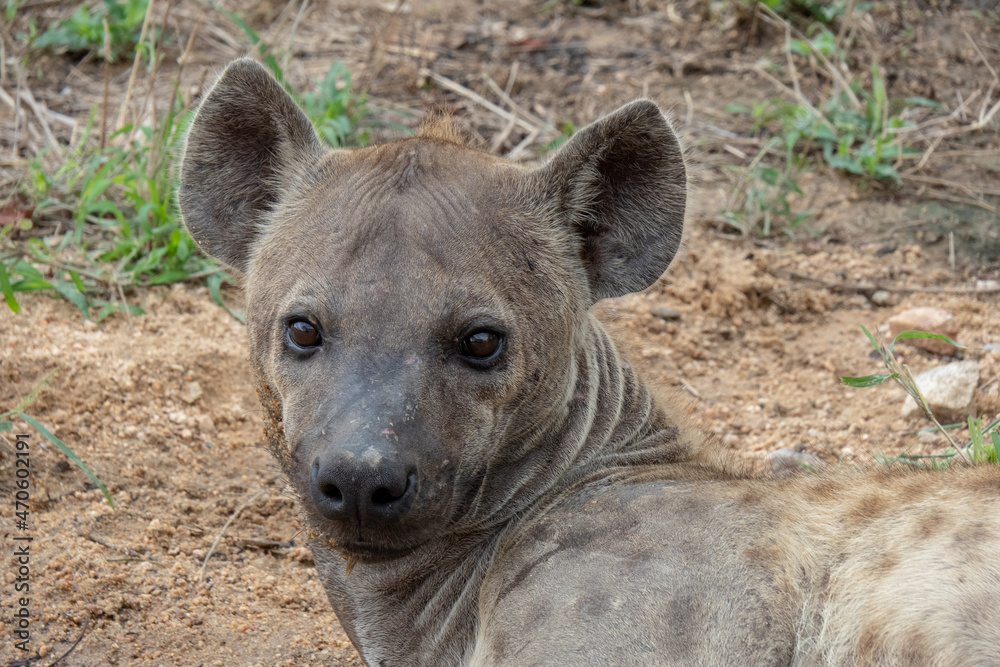 Close up of An adult spotted hyena - crocuta crocuta. Location: Kruger National Park, South Africa Close up of An adult spotted hyena - crocuta crocuta. Location: Kruger National Park, South Africa