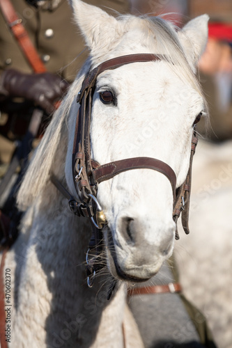 Fototapeta Naklejka Na Ścianę i Meble -  Head of a horse in a gala harness of bright white color.