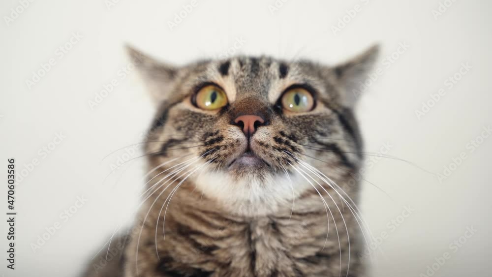 Close up of tabby cat portrait. Funny serious domestic kitten. Pets at home. Hungry cat. Soft focus, handheld Close up of tabby cat portrait. Funny serious domestic kitten. Pets at home. Hungry cat. Soft focus, handheld