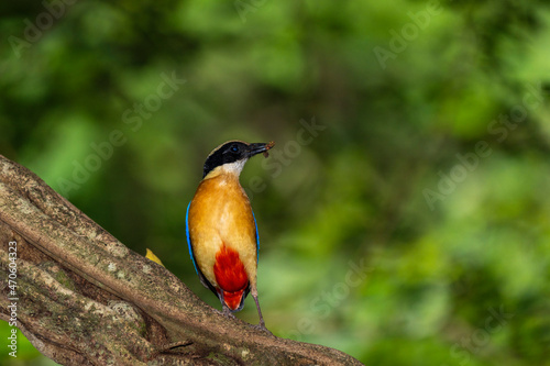 Blue-winged pitta, Pitta moluccensis, in Kaeng Krachan National Park in Thailand, Unesco World Heritage Site