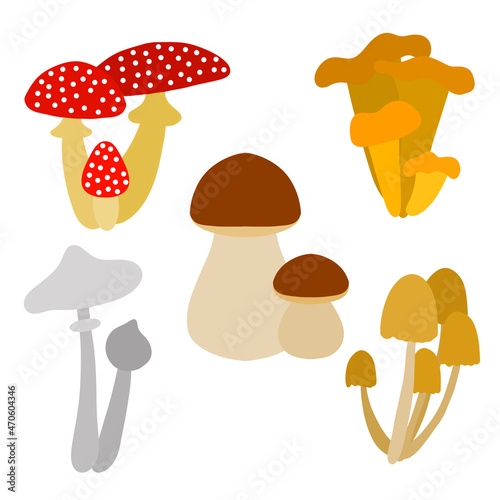 Set of different types of mushrooms isolated on white background. Edible and poisonous. Amanita chanterelle toadstool porcini mushroom false mushrooms. Vector illustration. Design element for design