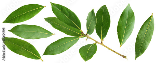 Wallpaper Mural Branch of fresh bay laurel leaves isolated on white background. Collection with clipping path. Torontodigital.ca
