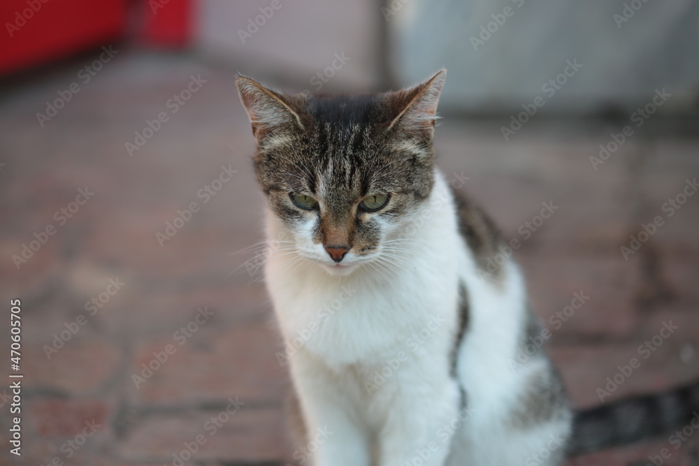 sad cat sitting on the street