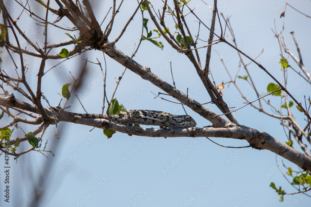 Side profile of a Flap Neck Chameleon - Chamaeleo dilepis - on a tree branch, looking straight at the viewer. Location: Kruger National Park, South Africa Side profile of a Flap Neck Chameleon - Chamaeleo dilepis - on a tree branch, looking straight at the viewer. Location: Kruger National Park, South Africa