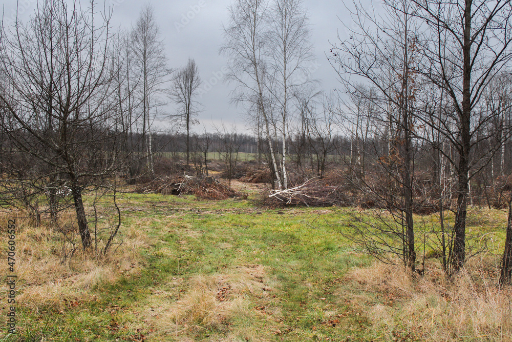 Obraz premium Cut down trees and bushes in the forest