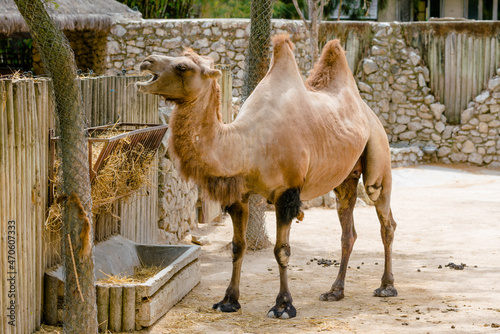 camel on the beach